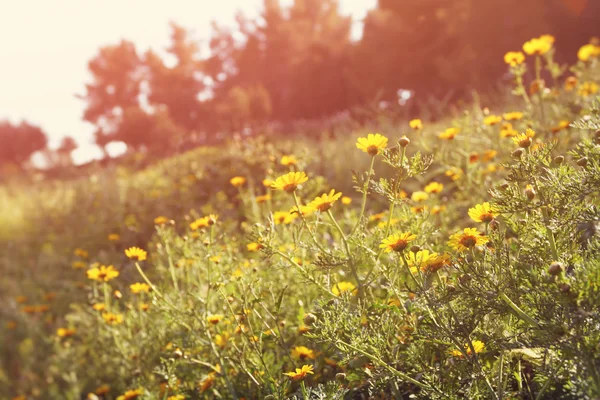 Fondo de flores silvestres. Efecto Instagram —  Fotos de Stock