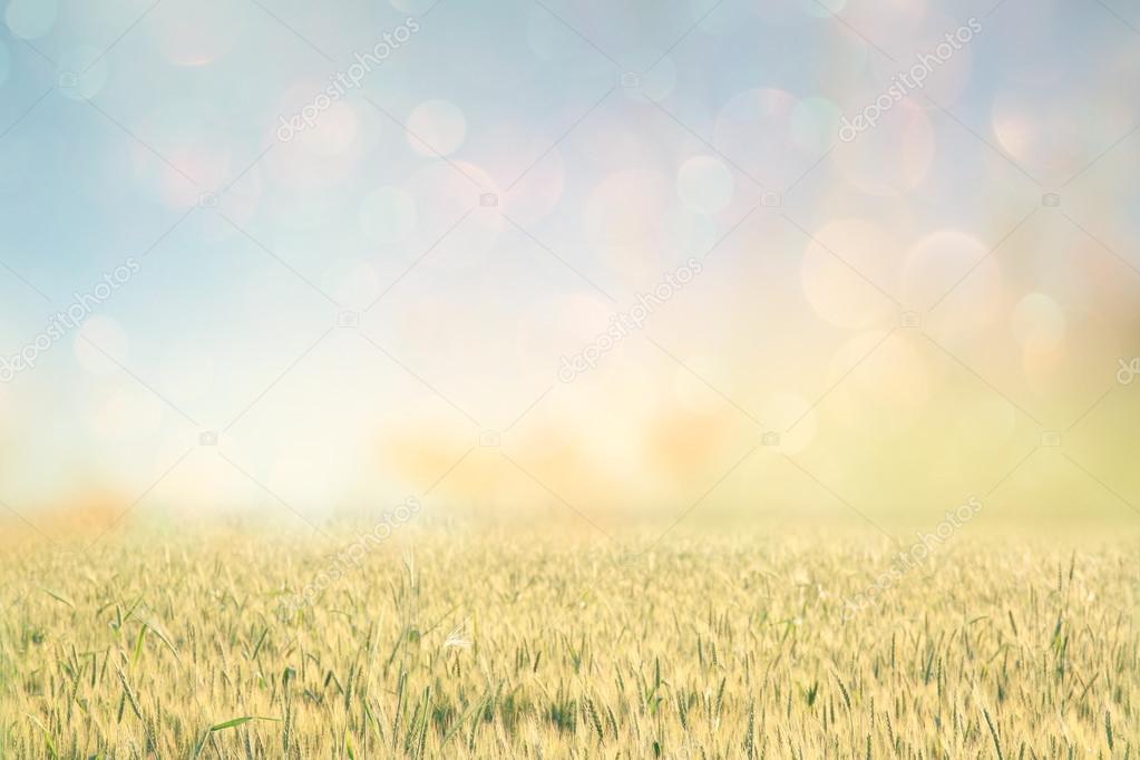 Abstract photo of wheat field and bright sky . instagram effect.
