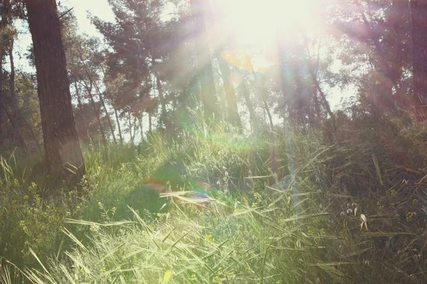 Фон полевого цветка. Фото эффекта Instagram — стоковое фото