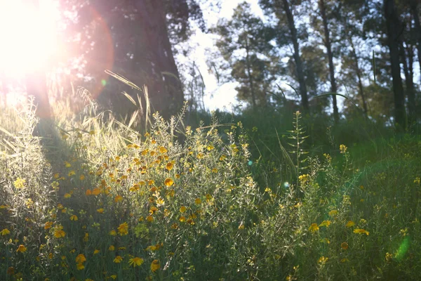 Фон полевого цветка. Фото эффекта Instagram — стоковое фото