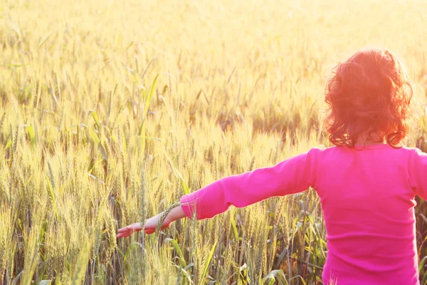 Rückseite des glücklichen Kindes mit Blick auf den Sonnenuntergang im Weizenfeld, Erkundungs- und Abenteuerkonzept — Stockfoto