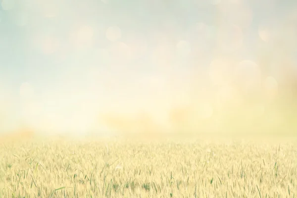 Foto astratta del campo di grano e cielo luminoso. effetto instagram . — Foto Stock