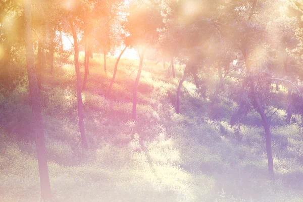 Soyut fotoğraf ışığın ağaçlar ve glitter bokeh ışıklar arasında seri. görüntü bulanık ve filtre . — Stok fotoğraf