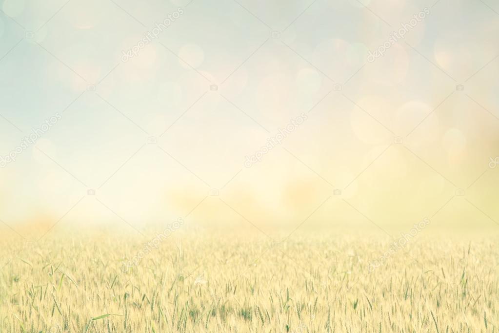 Abstract photo of wheat field and bright sky . instagram effect.