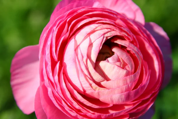 Közelről fotó rózsaszín virág — Stock Fotó