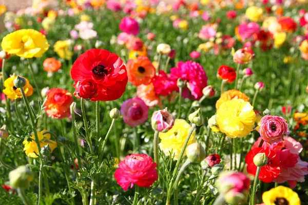Stäng upp foto av fält av blommor, bilden är vintage stil filtreras. selektiv inriktning — Stockfoto