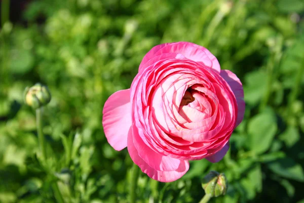 Pembe çiçek fotoğrafını ekrana kapatın — Stok fotoğraf