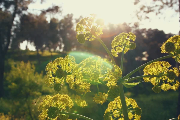 Фон полевого цветка. Эффект Instagram — стоковое фото