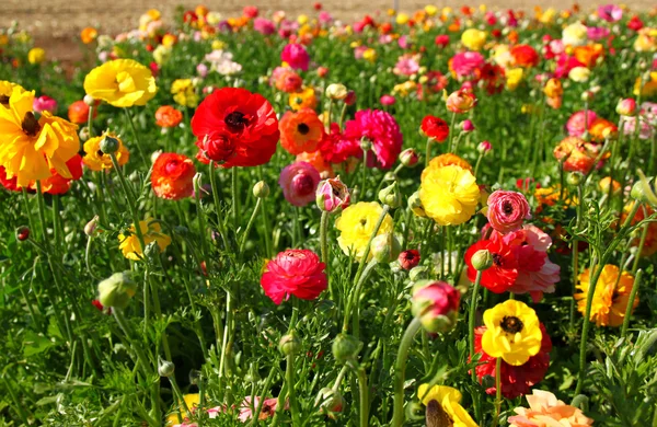 Stäng upp foto av fält av blommor, bilden är vintage stil filtreras. selektiv inriktning — Stockfoto