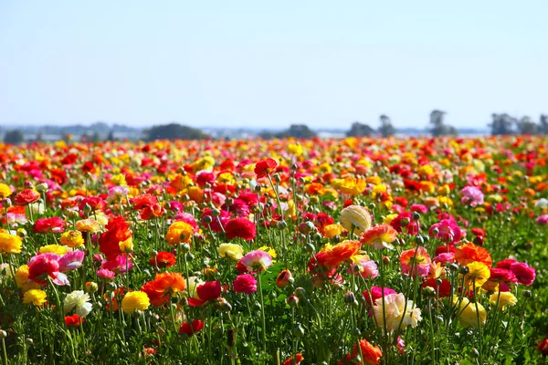 Zdjęcie z pola kwiatów, obraz jest styl vintage filtrowane. selektywne focus — Zdjęcie stockowe