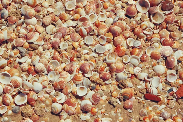 Blick von oben auf die Muschelsammlung im Sand — Stockfoto