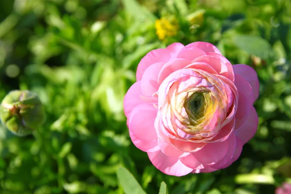 Pembe çiçek fotoğrafını ekrana kapatın — Stok fotoğraf