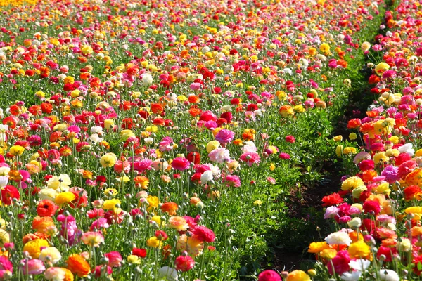 Foto av fält av blommor, bilden är vintage stil filtreras. selektiv inriktning — Stockfoto