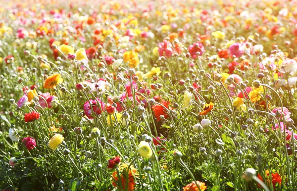 Foto de campo de flores, la imagen es de estilo vintage filtrado. enfoque selectivo —  Fotos de Stock