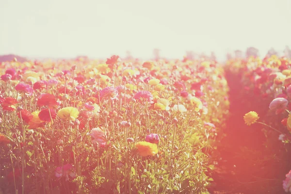 Abstracte foto van wild flower veld en heldere bokeh lichten. Kruis serverreactie effect — Stockfoto