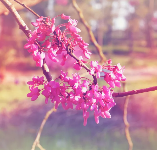 Abstrakt bild av våren Cherry blossoms träd. retro filtrerade bilden, selektiv inriktning — Stockfoto
