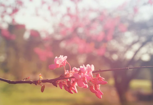 Абстрактное изображение весеннего цветения вишни. ретро фильтрованное изображение, селективная фокусировка — стоковое фото