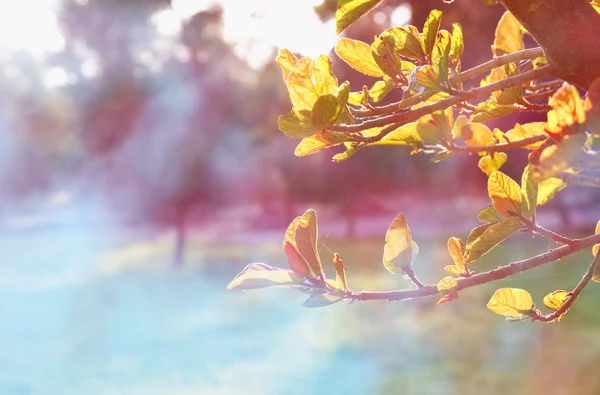 Frühling Kirschblüten Baum bei Sonnenaufgang Sonne platzen. Abstrakter Hintergrund. Verträumtes Konzept. Bild ist retro gefiltert — Stockfoto