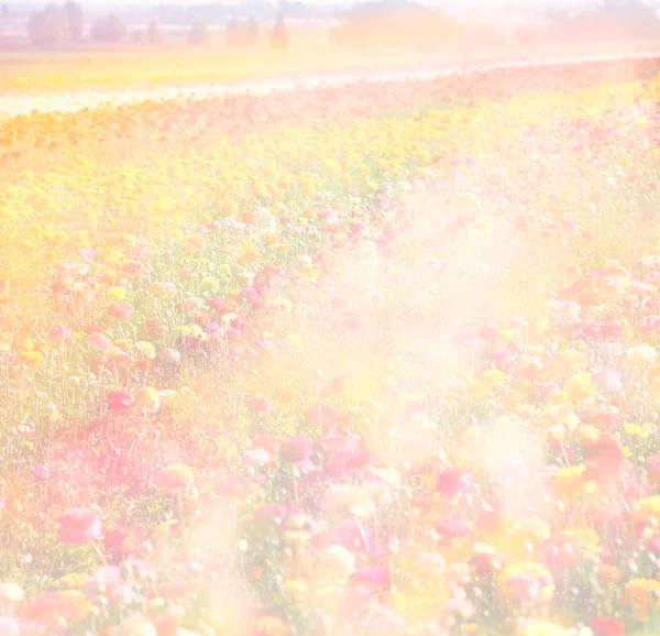 Photo abstraite rêveuse de champs de fleurs sauvages et de lumières bokeh lumineuses. effet de processus croisé — Photo