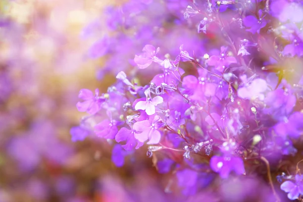 Dubbel exponering av rosa och lila blommor blomma, att skapa abstrakta och drömmande Foto — Stockfoto