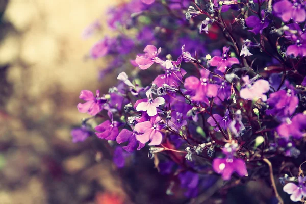 분홍색과 보라색 꽃, 선택적 초점 — 스톡 사진