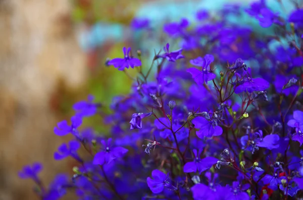 Flores cor de rosa e roxo florescer, foco seletivo — Fotografia de Stock