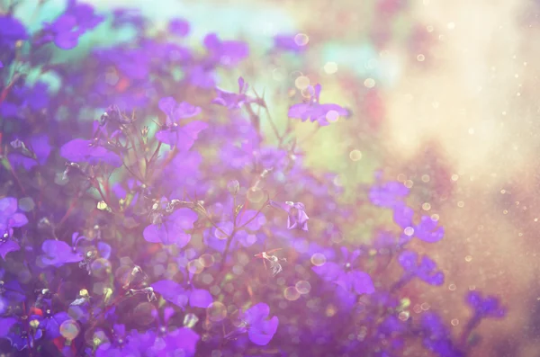 Rosa und lila Blumen blühen, Glitzerüberzug — Stockfoto