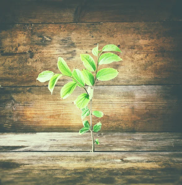 Pflanze wächst in alten Holzspalten und symbolisiert Erneuerung und Frische. — Stockfoto