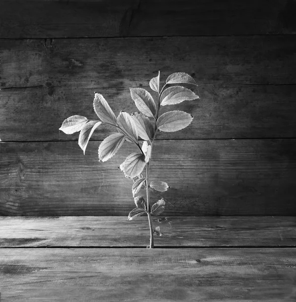 Black and white image of plant grows in old wood crack — Stok fotoğraf