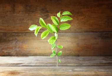 plant grows in old wood crack and symbolizes renewal and freshness.