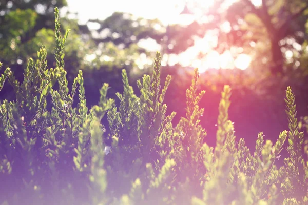 Foto abstracta de la luz estalló entre los árboles y las luces bokeh brillo. imagen es borrosa y filtrada  . — Foto de Stock