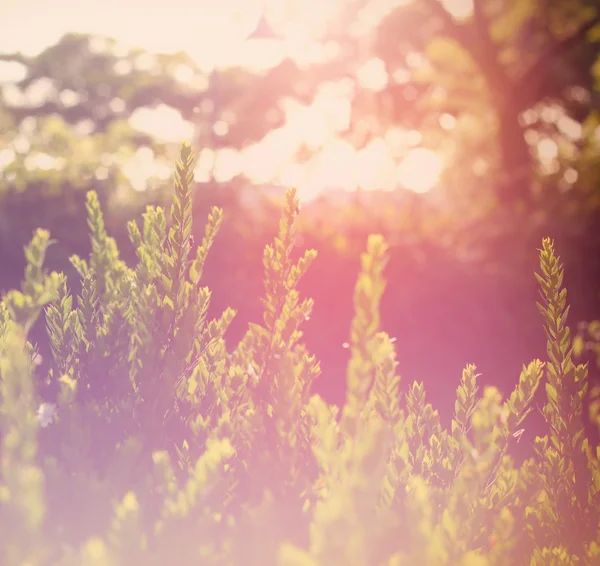 Abstraktes Foto von Licht platzt zwischen Bäumen und glitzernden Bokeh-Lichtern. Bild ist verschwommen und gefiltert . — Stockfoto