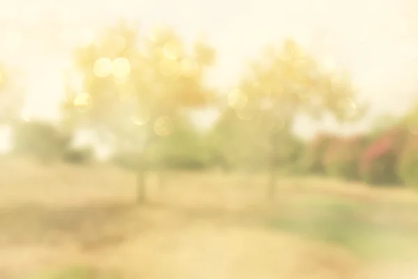 Abstract photo of light burst among trees and glitter bokeh lights. image is blurred and filtered — Stock Photo, Image