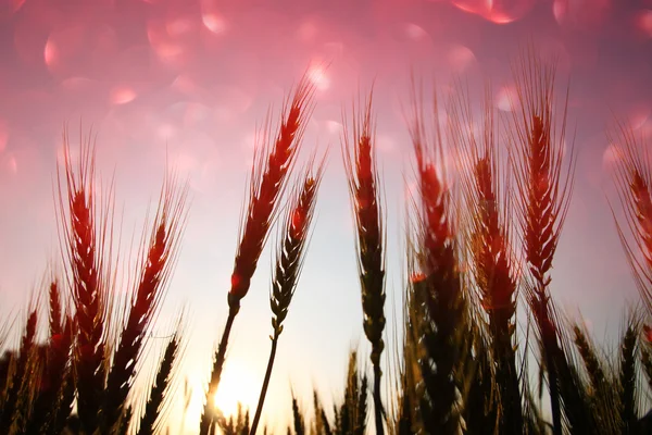 Sillouette of weat angainst sunset sky with red bokeh lights. abstract concept — Stock Photo, Image