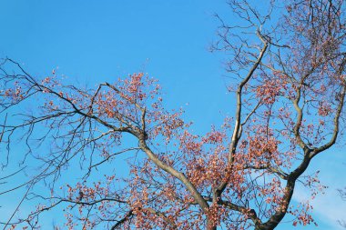 Sonbahar yaprakları ve ağaçlar gökyüzüne karşı dallanır