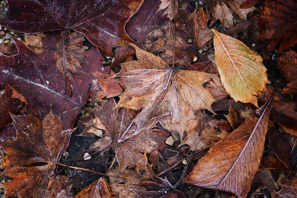 Ağaç yapraklarının arkaplanı, doğada buzla kaplı.