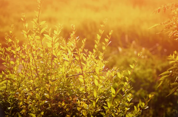 Erba fresca nel campo — Foto Stock