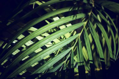 Palmiye yapraklarının doğal şekli. canlı renkler ve çizgiler