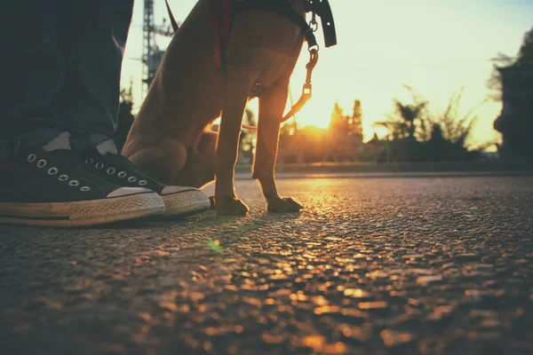 Pessoa com seu cão . — Fotografia de Stock