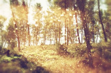 ağaçlar ve glitter bokeh ışıkları arasında ışık patlaması soyut fotoğraf bulanık. görüntü filtre ve dokulu