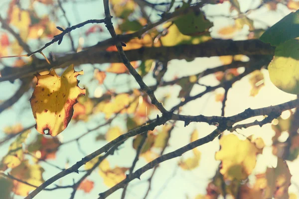 Alberi nella stagione autunnale — Foto Stock