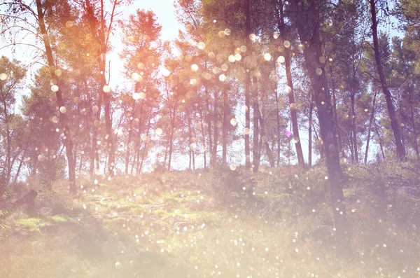 Éclatement de lumière parmi les arbres — Photo