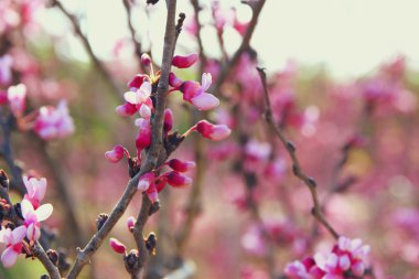 Bahar kiraz çiçekleri ağaç görüntüsü. seçici odak fotoğraf.
