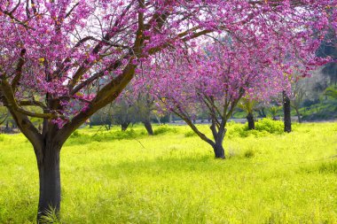 image of Spring Cherry blossoms tree. selective focus photo. clipart