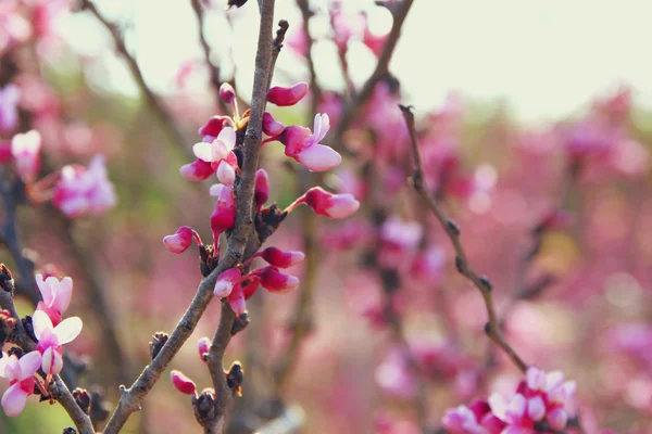 Bild des Frühlings Kirsche blüht Baum. Selektives Fokusfoto. — Stockfoto