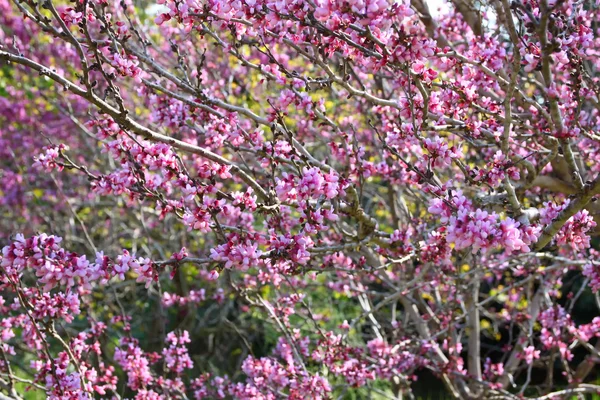 Bild des Frühlings Kirsche blüht Baum. Selektives Fokusfoto. — Stockfoto