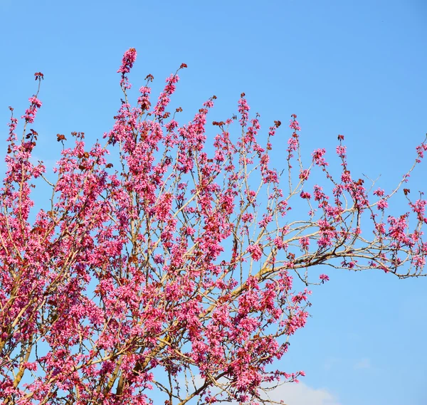 Imagen de árbol de flores de cerezo de primavera. foto de enfoque selectivo . —  Fotos de Stock