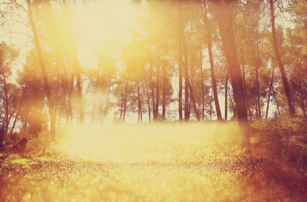 Foto abstrata da explosão de luz entre árvores e luzes bokeh brilho — Fotografia de Stock