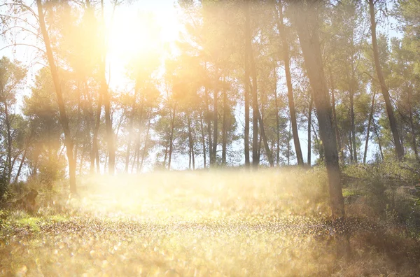 Abstract photo of light burst among trees and glitter bokeh lights — Stock Photo, Image