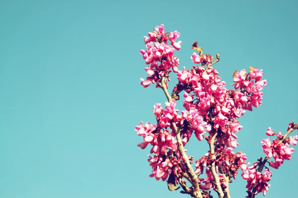 Bild av våren Cherry blossoms träd. selektiv inriktning Foto. — Stockfoto